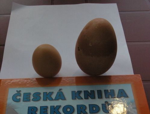 Největší slepičí vejce - velikost