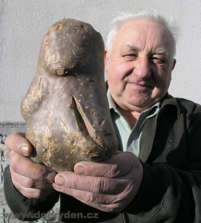 Pelhřimovské Muzeum rekordů eviduje i Mega-brambory!