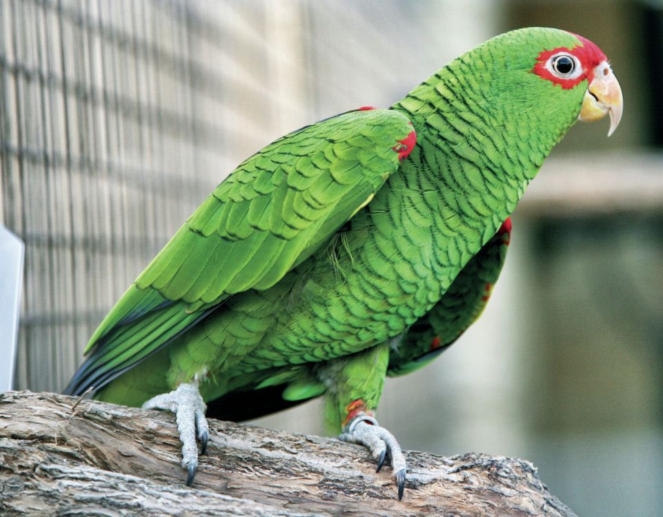 Jediný úspěšný odchov papoušků Amazoňanů nádherných
